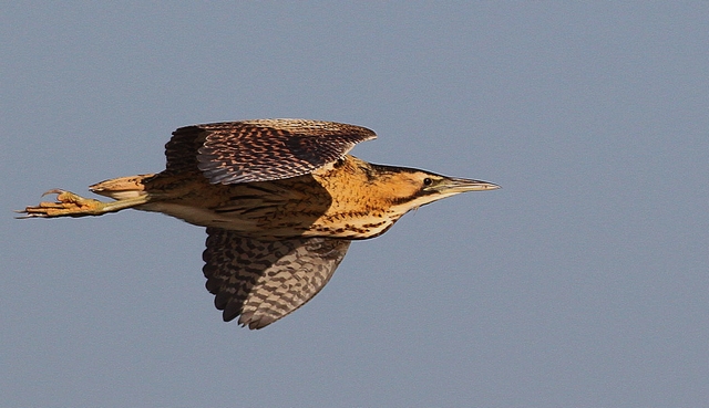Bittern