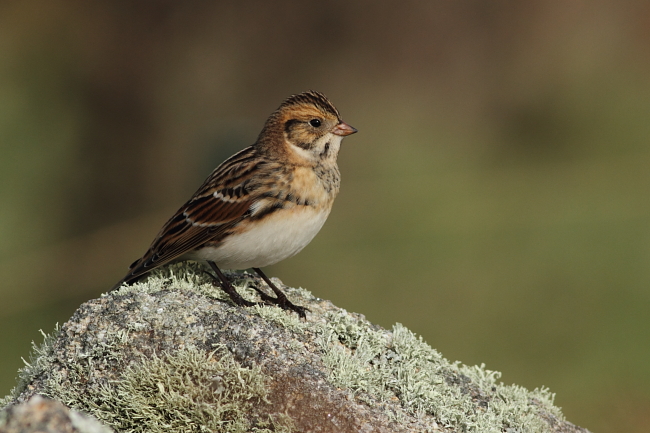 Lapland Bunting