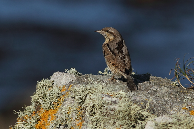 Wryneck