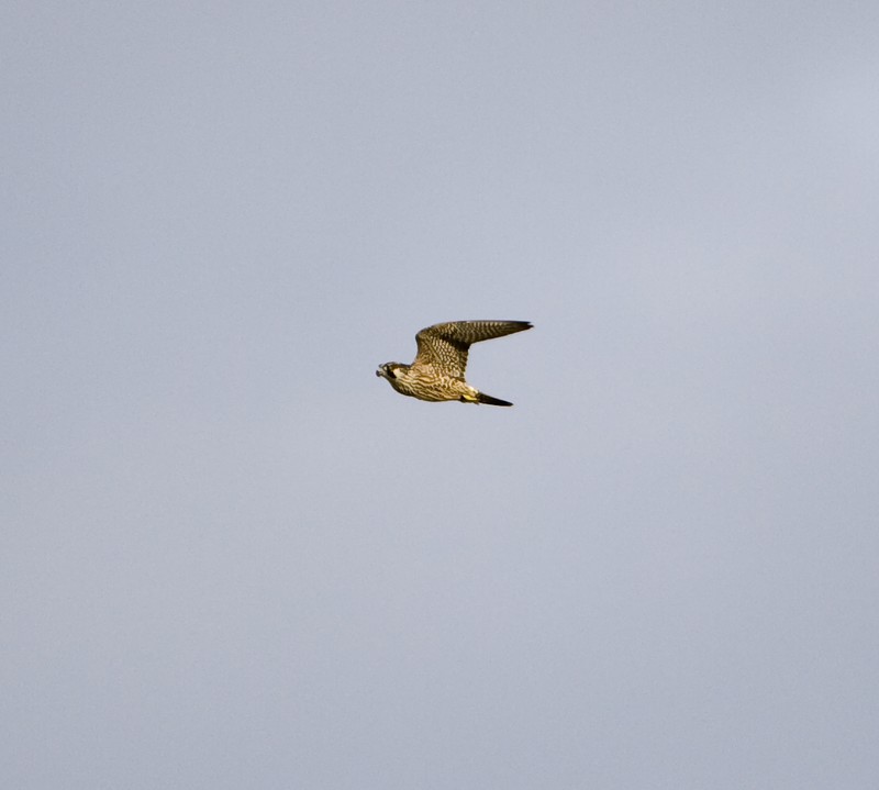 Peregrine