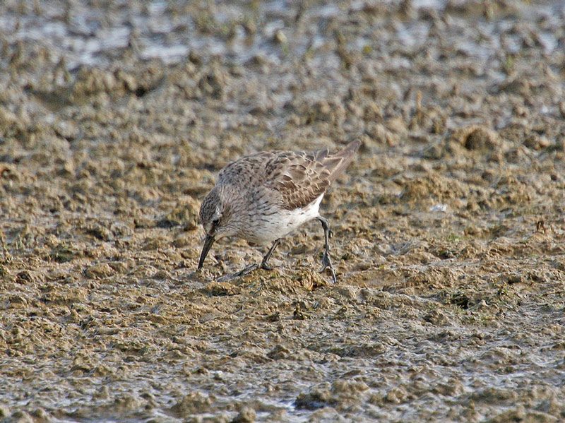 White-rumped Sandpiper