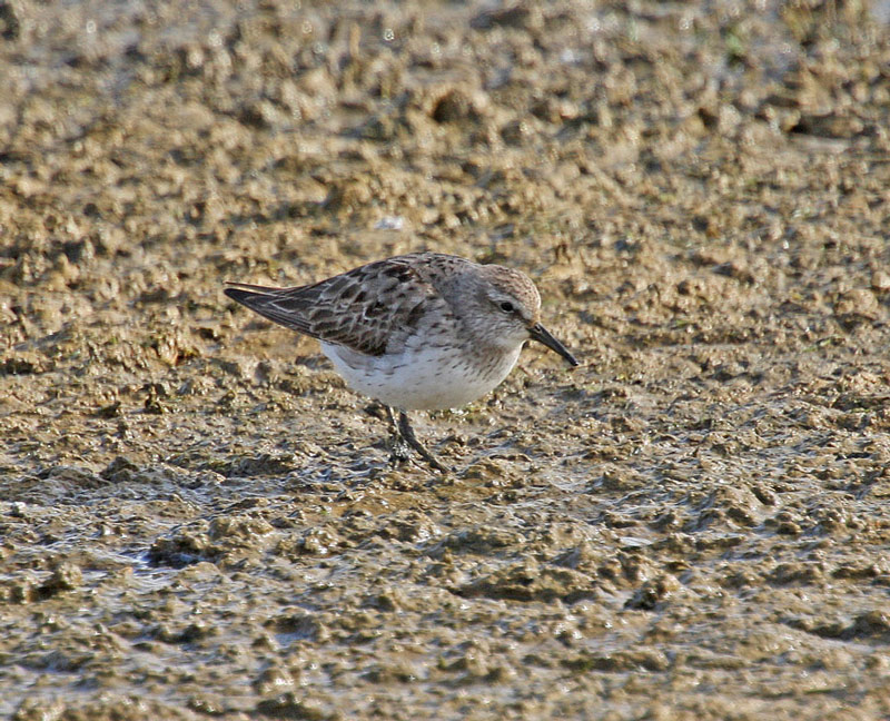 White-rumped Sandpiper