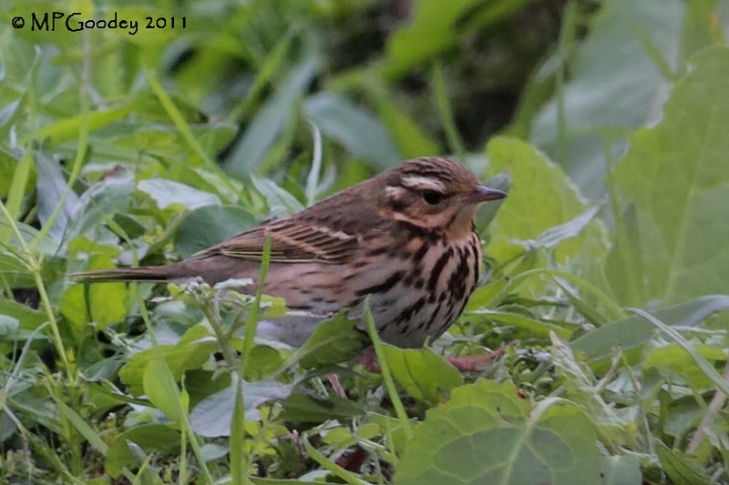 Olive-backed Pipit
