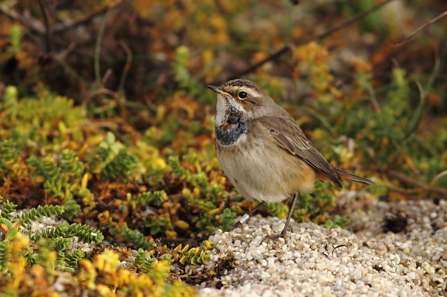 Bluethroat