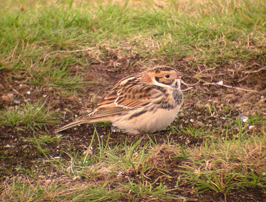 Lapland Bunting
