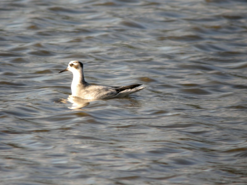 Grey Phalarope