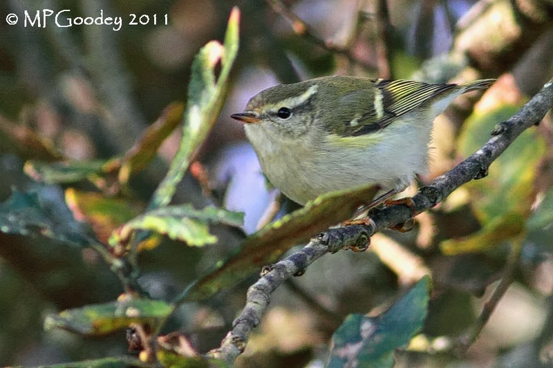 Yellow-browed Warbler