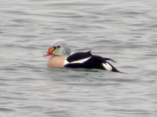 King Eider