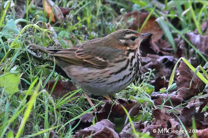 Olive-backed Pipit