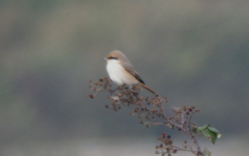 Daurian Shrike