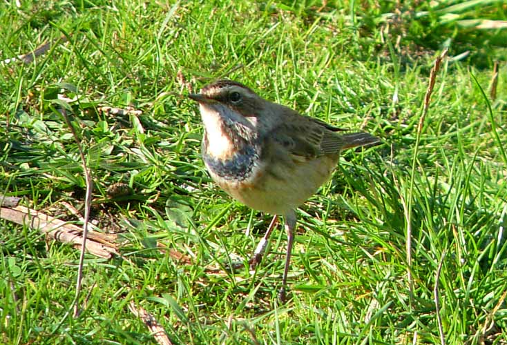 Bluethroat