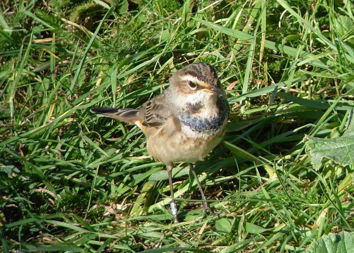 Bluethroat