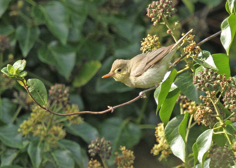 Melodious Warbler