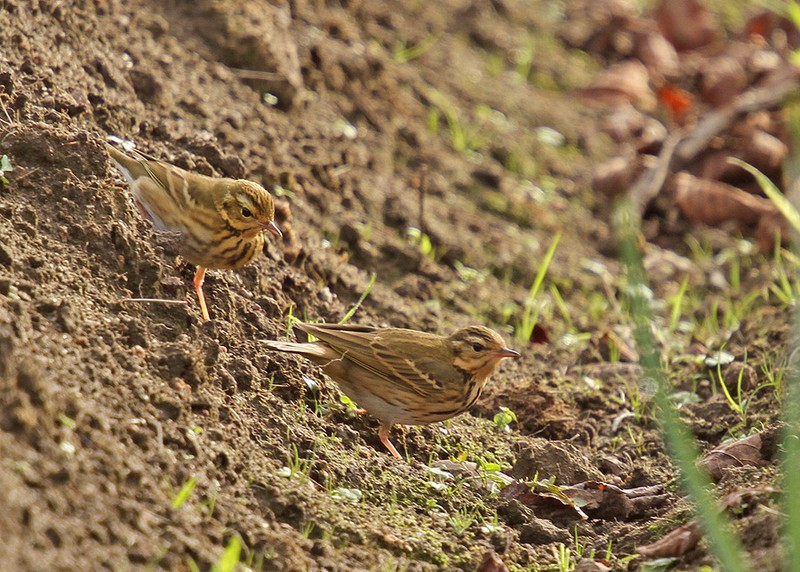 Olive-backed Pipit