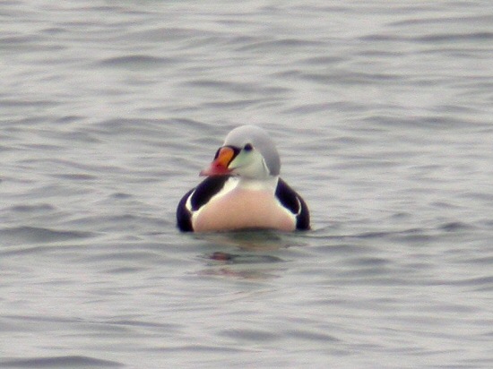 King Eider