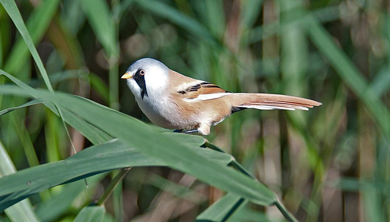 Bearded Tit
