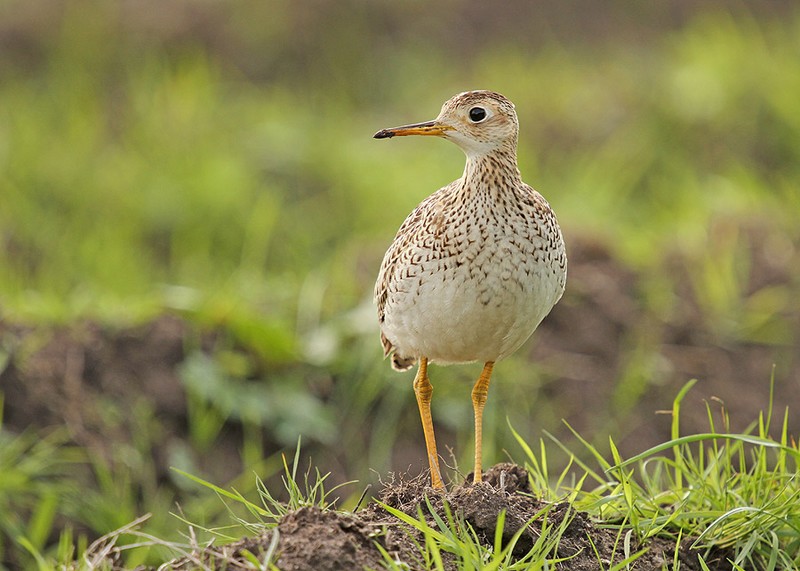 Upland Sandpiper