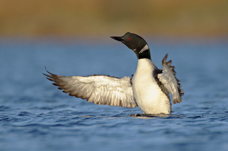 Great Northern Diver