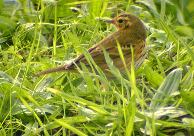 Olive-backed Pipit