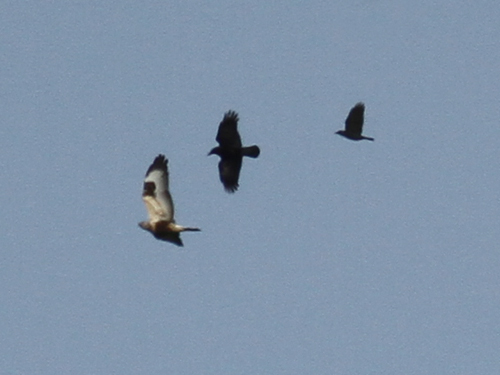 Rough-legged Buzzard