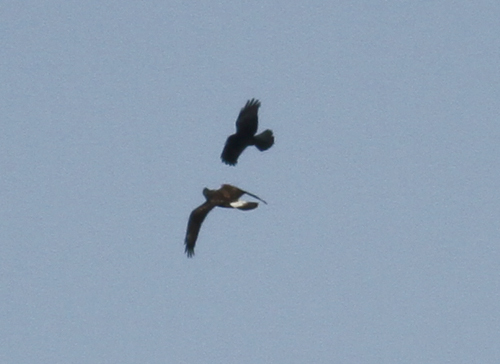Rough-legged Buzzard