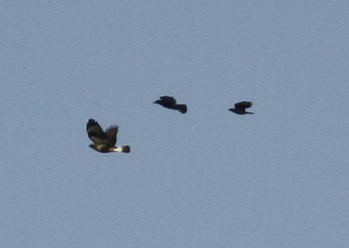Rough-legged Buzzard