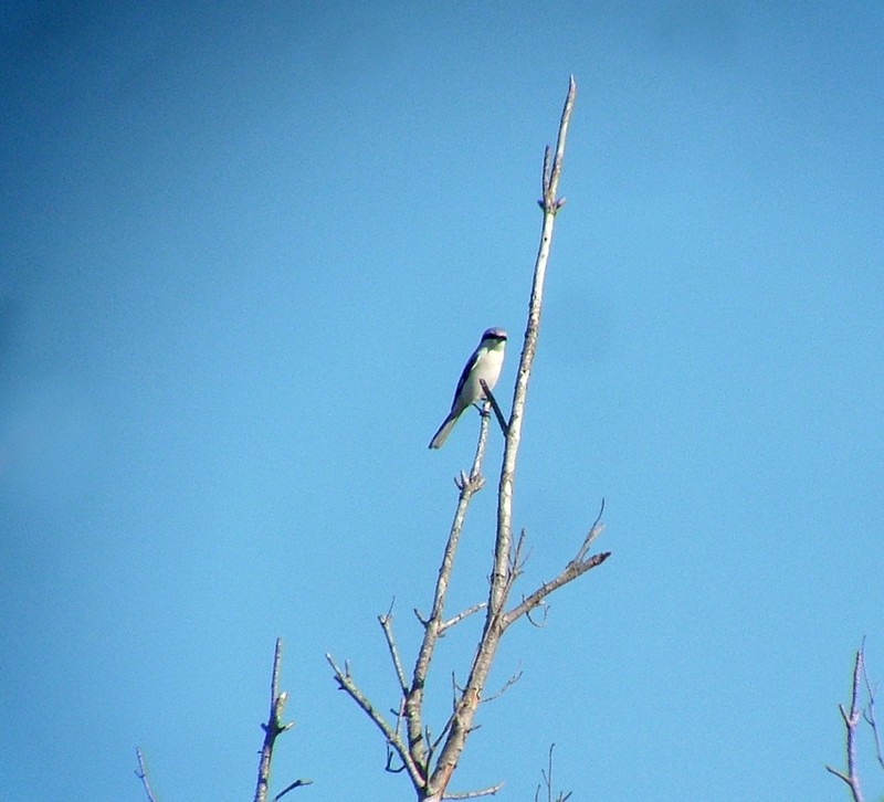 Great Grey Shrike
