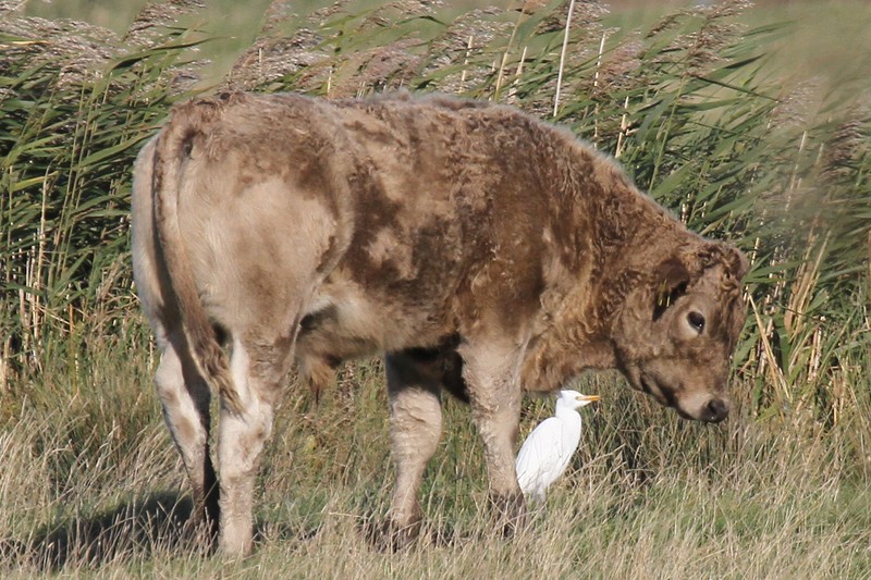 Cattle Egret