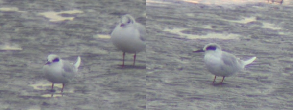 Forster's Tern