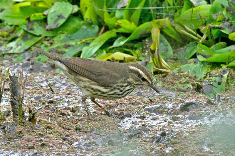 Northern Waterthrush