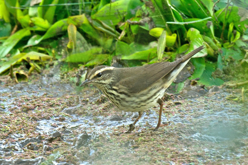 Northern Waterthrush