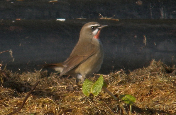 Siberian Rubythroat