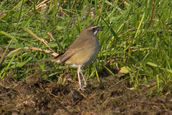 Siberian Rubythroat