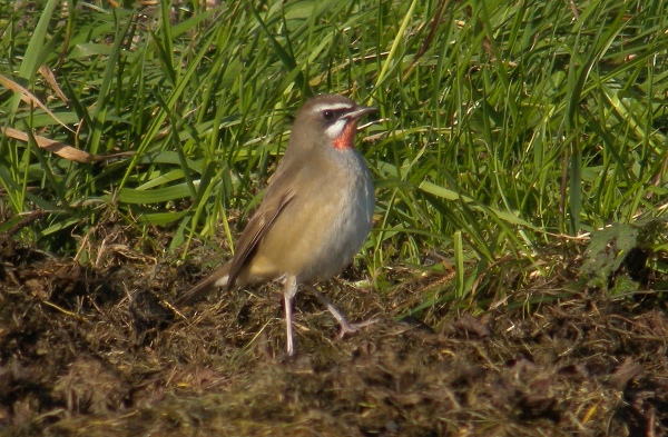 Siberian Rubythroat
