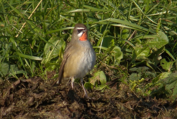 Siberian Rubythroat