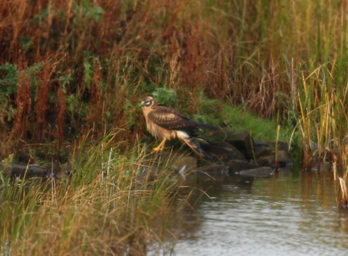 Pallid Harrier