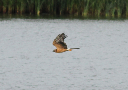 Pallid Harrier