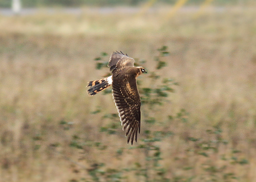Pallid Harrier