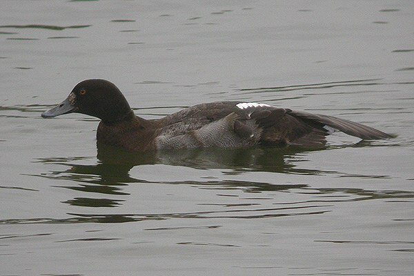Lesser Scaup