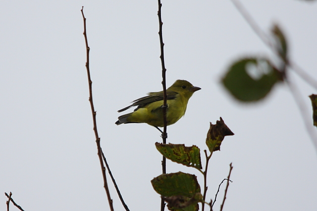 Scarlet Tanager