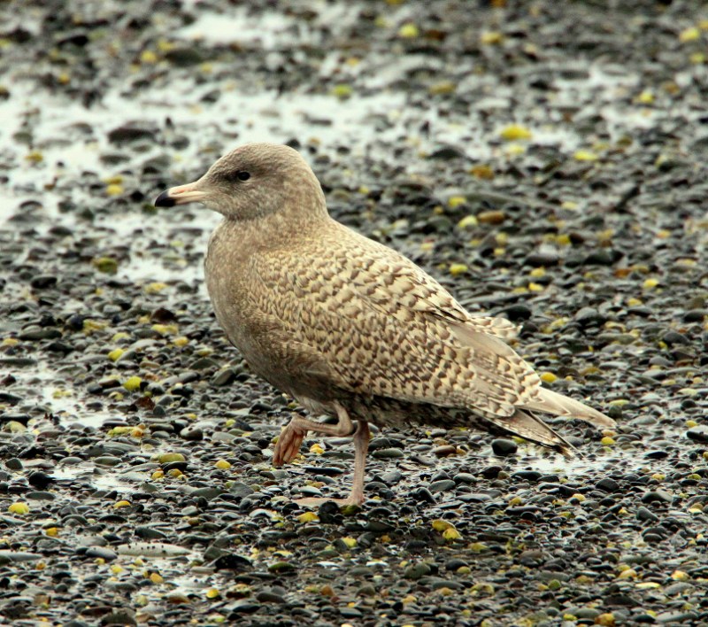 Glaucous Gull