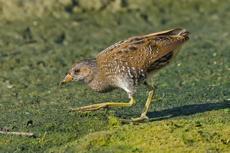 Spotted Crake