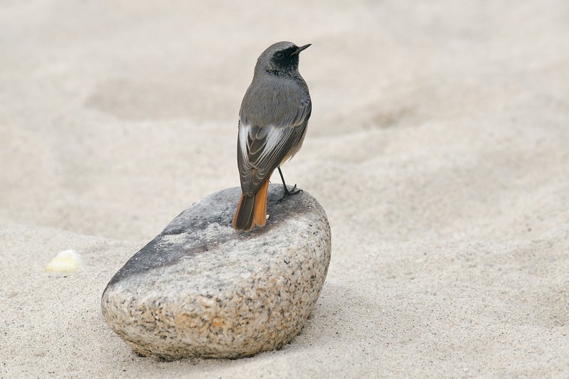 Black Redstart