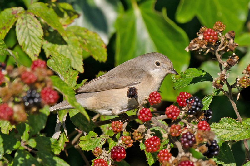 Subalpine Warbler