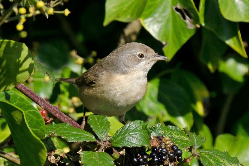 Subalpine Warbler