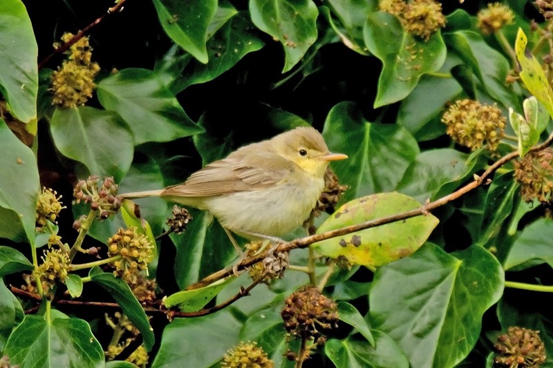 Melodious Warbler