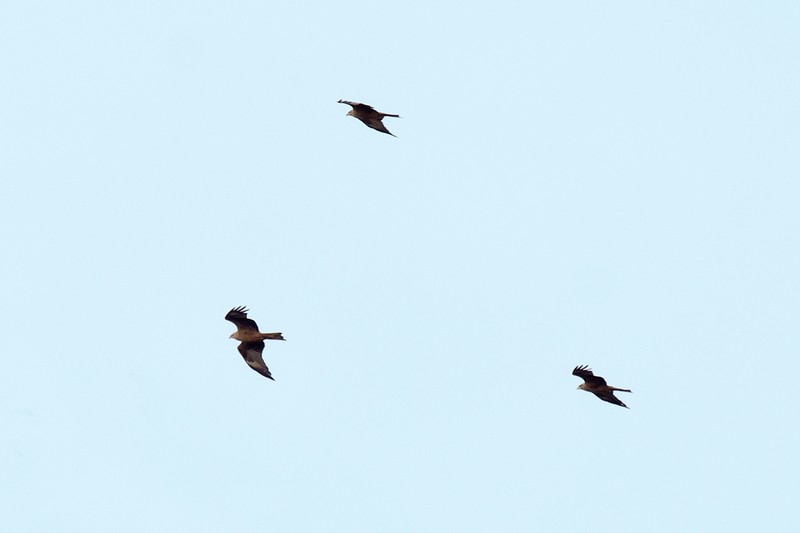 Black Kite