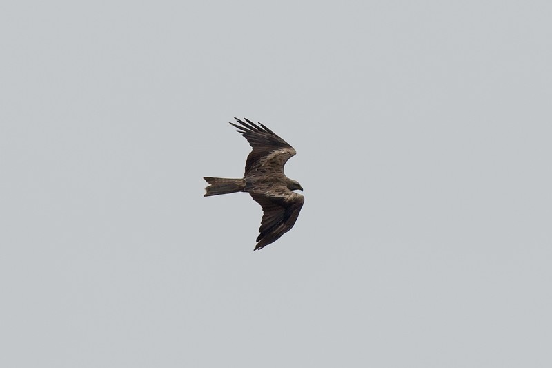 Black Kite