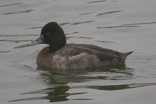 Lesser Scaup