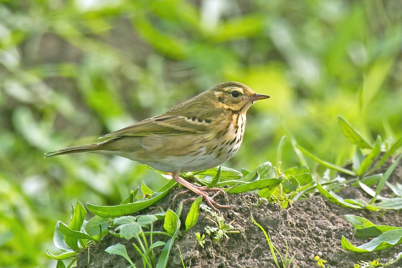Olive-backed Pipit